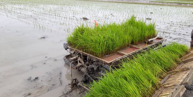 صدور مجوز کاشت برنج در استان خوزستان با لحاظ شرایط